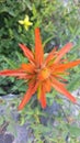 Red Indian Paintbrush Flower Macro Royalty Free Stock Photo