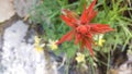 Red Indian Paintbrush Flower Macro Royalty Free Stock Photo