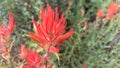 Red Indian Paintbrush Flower Macro Royalty Free Stock Photo