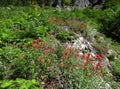 Blooming red Indian paintbrush Royalty Free Stock Photo