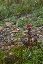 red indian paintbrush plant in subalpine meadow morning Royalty Free Stock Photo