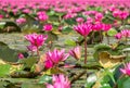 Red indian water lily flowers at Nong Han marsh in Kumphawapi district  Udon Thani  Thailand. Royalty Free Stock Photo