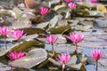 Red indian water lily or Nymphaea pubescens willd blooming in lake