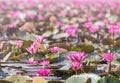 Red indian water lily or Nymphaea pubescens willd blooming in lake Royalty Free Stock Photo