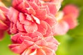 red indoor flower Kalanchoe Blossfeld with green leaves as background shot close-up with soft focus