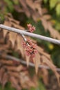 Acer saccharinum flowers