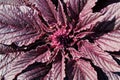 Red inflorescence of Amaranth