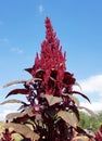 Red inflorescence of Amaranth Royalty Free Stock Photo