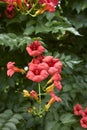 Red inflorescence of Campsis radicans