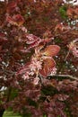 Fagus sylvatica purpurea tree in bloom Royalty Free Stock Photo