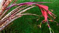 Red inflorescence of a tropical plant (Billbergia saundersii) in a greenhouse Royalty Free Stock Photo