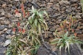 Red inflorescens of Aloe arborescens