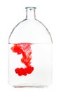 Red ink dissolves in water in glass flask isolated Royalty Free Stock Photo