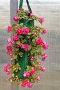 red inpatiens flowers hanging from wall in green flower holder in Spring