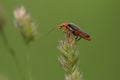 Red insect Royalty Free Stock Photo