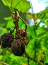 A red-black ladybug perched on a castor plant