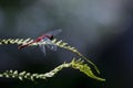 Red dragonfly on green fern with dark background Royalty Free Stock Photo