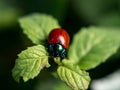Red insect on green leaf Royalty Free Stock Photo