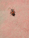 Red beetle soldier Royalty Free Stock Photo
