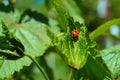 Red insect ladybird sits on a green sheet Royalty Free Stock Photo