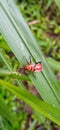 red insect on a leaf looking for food