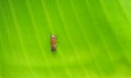 Red Leafhopper (Bothrogonia sp.) Royalty Free Stock Photo