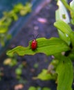 A Red Insect In My Garden Royalty Free Stock Photo
