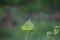 Insect nests on the leaves