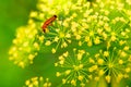 Red insect on yellow flower Royalty Free Stock Photo