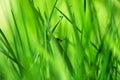 Red insect on young green grass Royalty Free Stock Photo