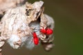 Red insects on Cotton Boll Royalty Free Stock Photo