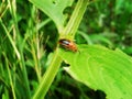 Red Insects