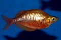 Red Irian Rainbowfish Male