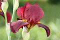 Red iris Royalty Free Stock Photo