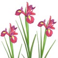 Red Iris Flower Beauty Royalty Free Stock Photo