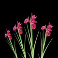 Red Iris Flower Beauty Royalty Free Stock Photo