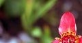 Red iris flower with blur green background. Banner size