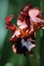 Red iris flower in the garden. Macro Royalty Free Stock Photo