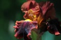 Red iris flower in the garden. Macro Royalty Free Stock Photo