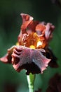 Red iris flower in the garden. Macro Royalty Free Stock Photo