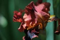 Red iris flower in the garden. Macro Royalty Free Stock Photo