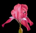 Red iris flower isolated on a black background. Close-up. Royalty Free Stock Photo