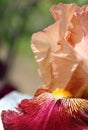 red iris flower petal Royalty Free Stock Photo