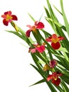 Red Iris Flower Royalty Free Stock Photo