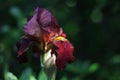 Red iris flower at sunset after rain, wet. Gardening Royalty Free Stock Photo