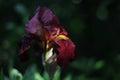 Red iris flower at sunset after rain, wet. Gardening Royalty Free Stock Photo