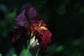 Red iris flower at sunset after rain, wet. Gardening Royalty Free Stock Photo