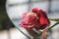 Red iris flower at sunset after rain, wet on the table.   table, water drops. Royalty Free Stock Photo