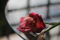 Red iris flower at sunset after rain, wet on the table.   table, water drops. Royalty Free Stock Photo