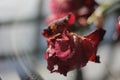 Red iris flower at sunset after rain, wet on the table.   table, water drops. Royalty Free Stock Photo